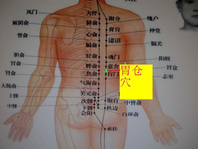 胃仓穴