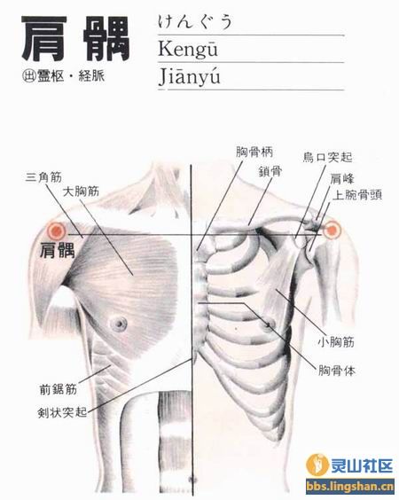肩髃穴