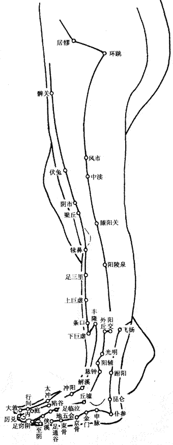 下肢外侧穴位图