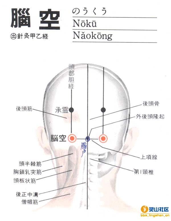 脑户穴